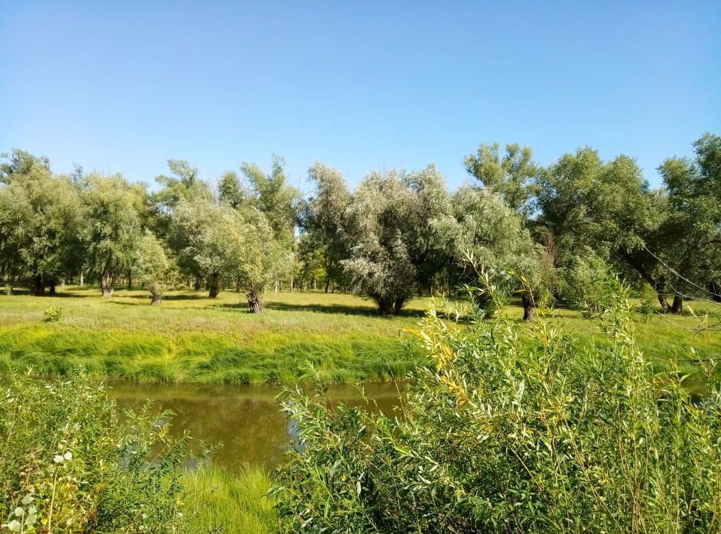 В Астраханской области высадили почти 600 га лесов