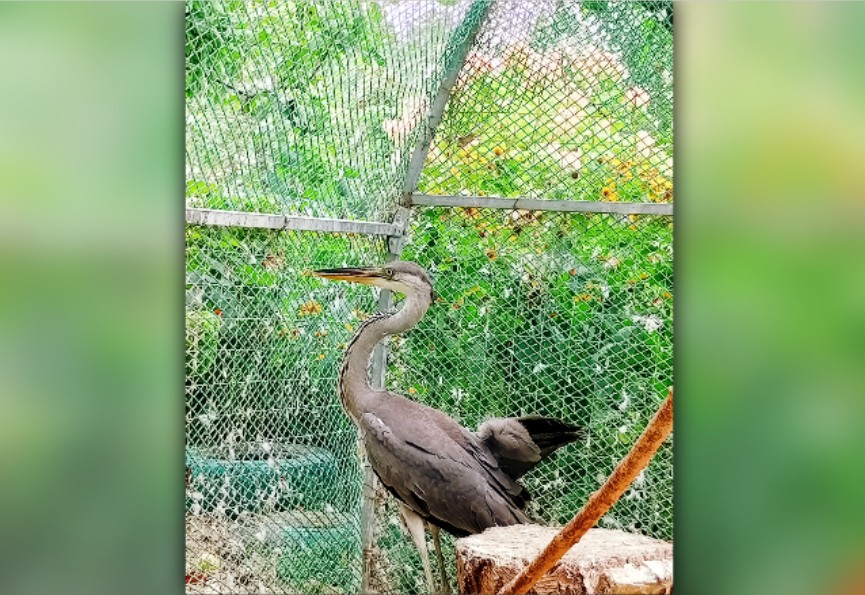 В реабилитационном центре Волгограда спасают раненую цаплю из Астрахани