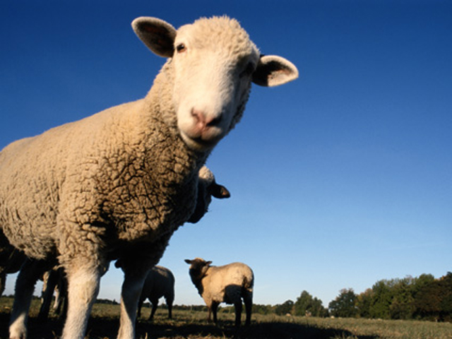 В ДТП с участием двух автомобилей и стада овец пострадали три человека