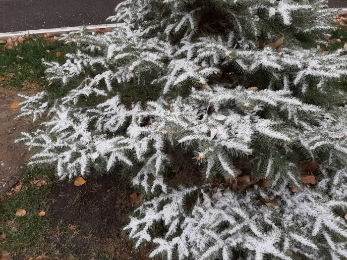 В Астрахани первый снег укрыл ёлки