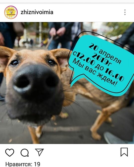 В Астрахани бесплатно раздадут животных