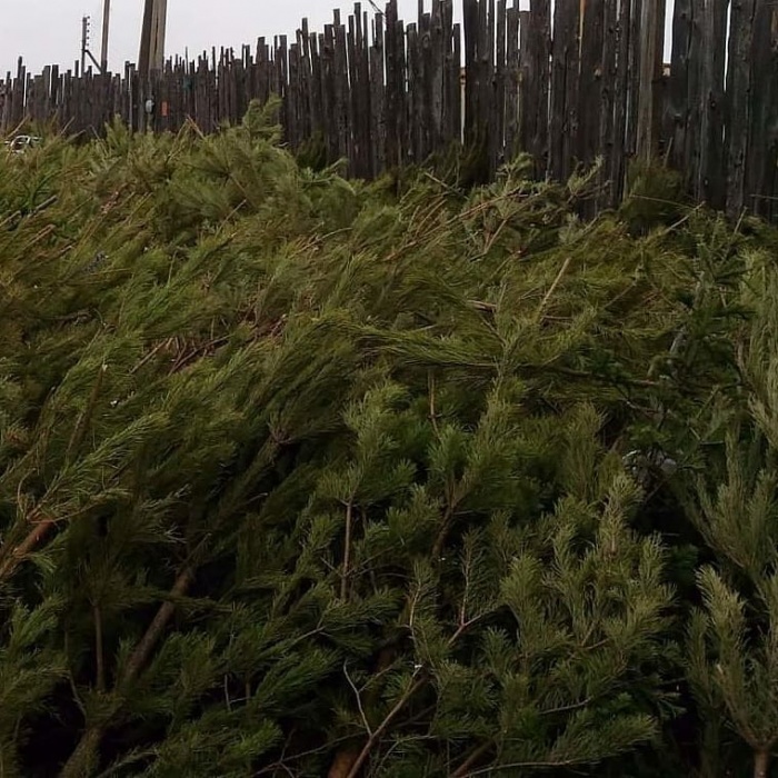 В Астрахани старую ель или сосну можно поменять на билет в зоопарк