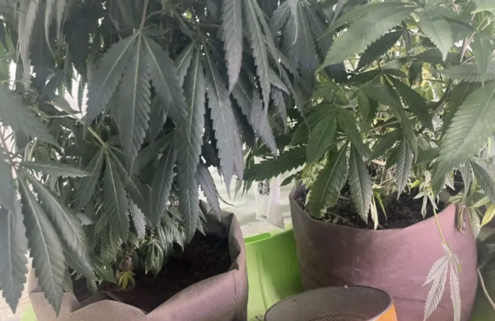 Домашняя плантация конопли обернулась для астраханца уголовным делом