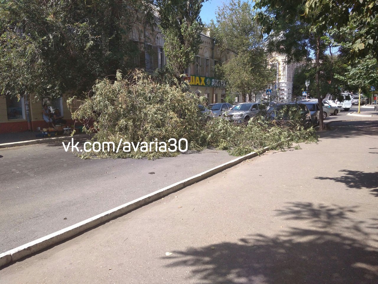 В центре Астрахани упало дерево: повреждены авто, перекрыто движение