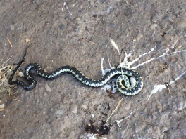 Во двор многоэтажки в Астрахани заползла гадюка