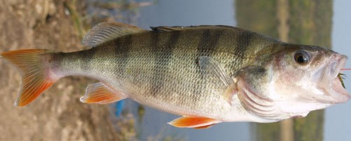 В Астрахани выявили 600 тонн опасной для потребителя рыбы