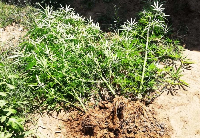 Россельхознадзор обнаружил в двух районах Астраханской области  участки с наркосодержащими растениями