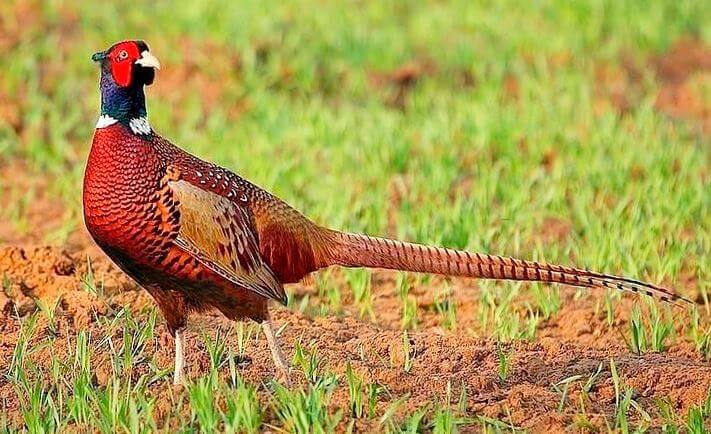 Преждевременная охота на фазанов обошлась астраханцу в 20 тысяч рублей