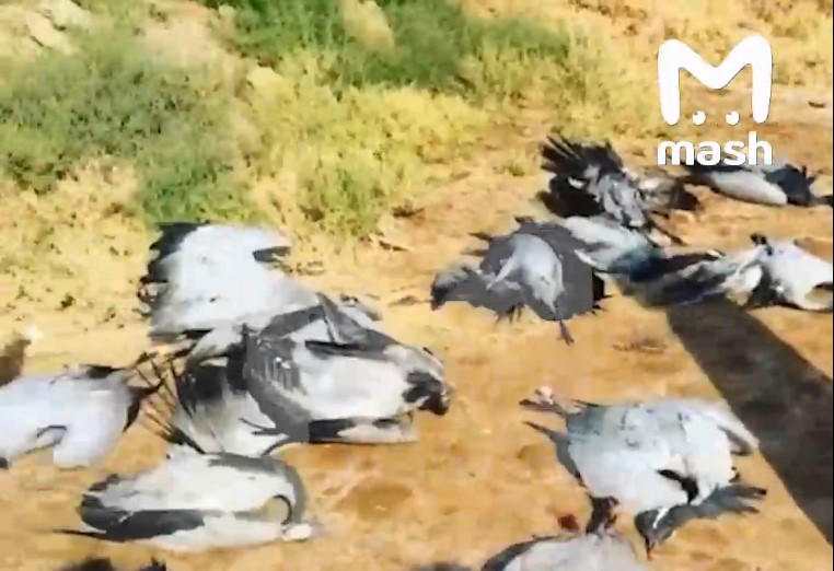 Астраханских краснокнижных журавлей массово истребляют охотники-саудиты