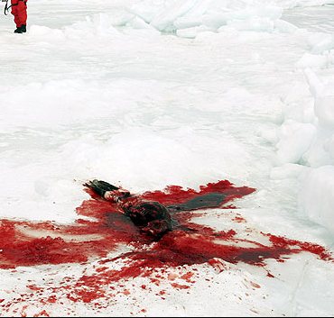 МЯСНИКИ-РАЗБОЙНИКИ. Суд вынес реальные сроки за самовольный забой скота