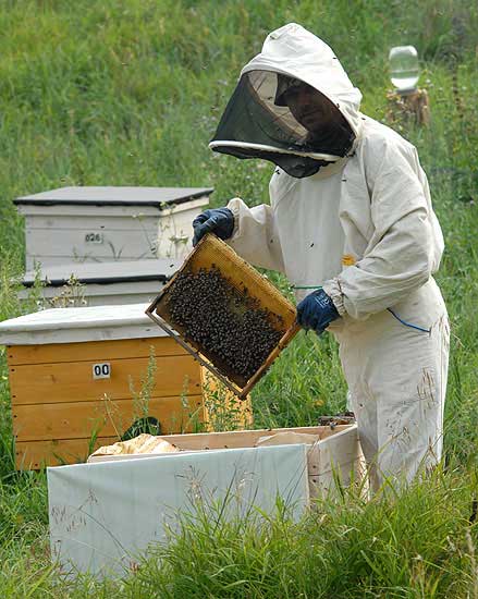  В Астрахани пчеловод утаил 3,5 миллиона "налоговых"рублей