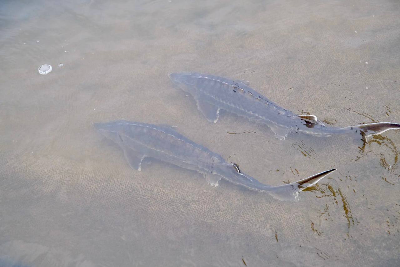 Новое осетроводческое хозяйство заработало под Астраханью