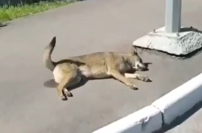 В центре Астрахани отравили собак. Погибла легендарная собака-блогер Бочка