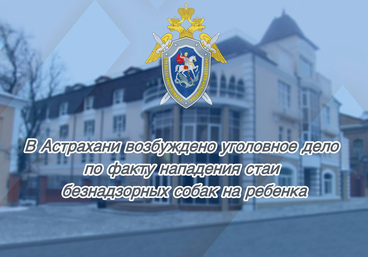 Уголовное дело из-за нападения стаи собак на ребенка возбуждено в Астрахани 
