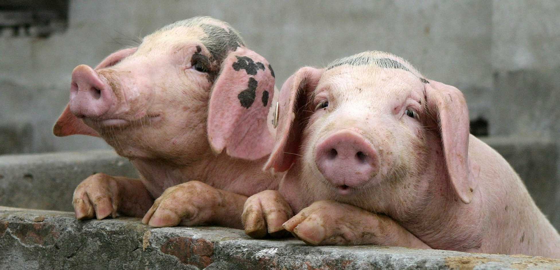 В Астраханской области обнаружили трупы на крышах фермерских построек