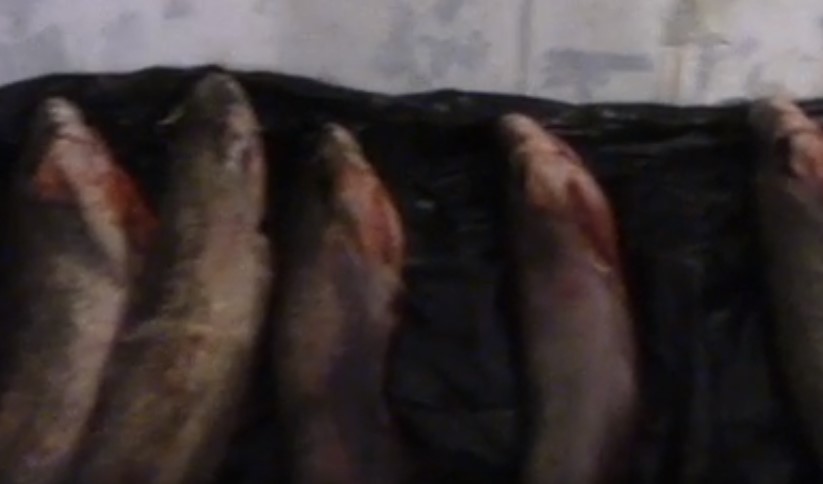 В Астрахани прикрыли подпольный цех по переработке браконьерской рыбы