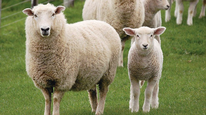 Астраханская область планирует поставлять овец в Иран