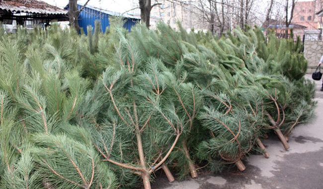 Купить ёлки астраханцы смогут уже в середине декабря в 14-ти местах