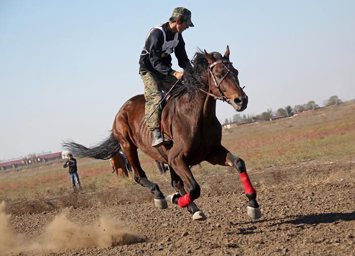 Победитель конных скачек в Астраханской области получил 500 тыс. рублей