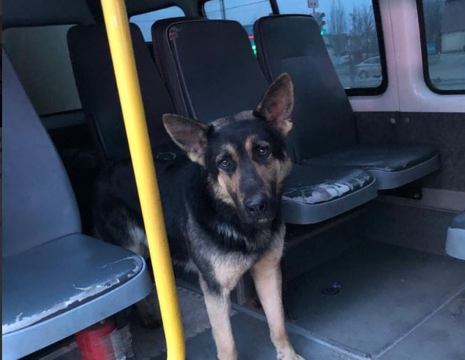 В Астрахани собака превратилась в "зайца"