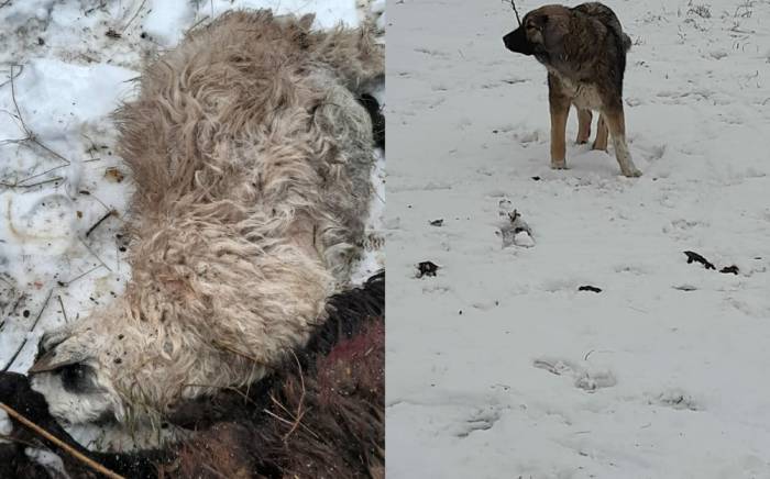 На севере Астраханской области стая бездомных собак разорвала стадо баранов
