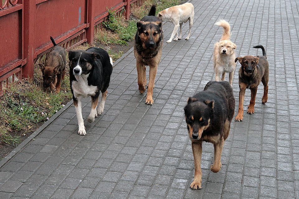 Вы не поверите, но в Астрахани появится еще один питомник для бродячих собак