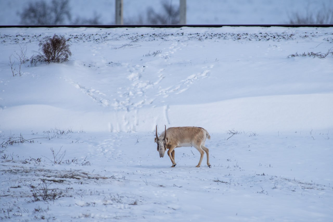 Спасающим сайгаков астраханцам грозит уголовное дело