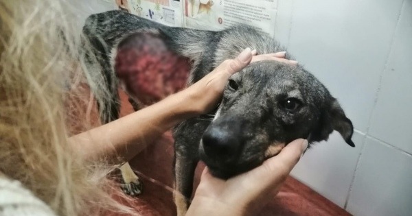 Снял кожу с собаки: в Астрахани пойман живодер