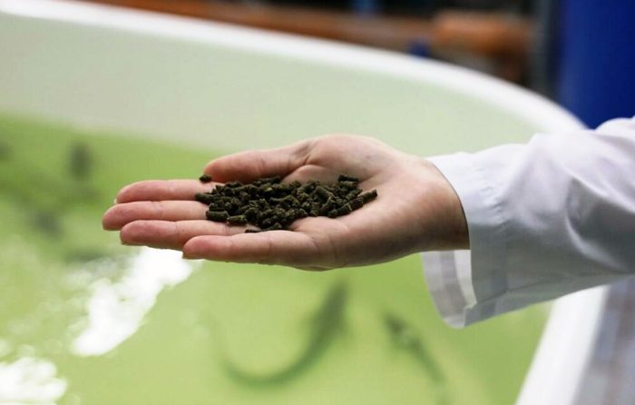 Ученые астраханского вуза получили патент на рецептуру перспективного рыбного комбикорма