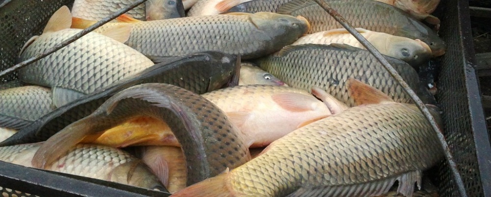 В Астрахани снова обнаружили стихийные рыбные торговые точки