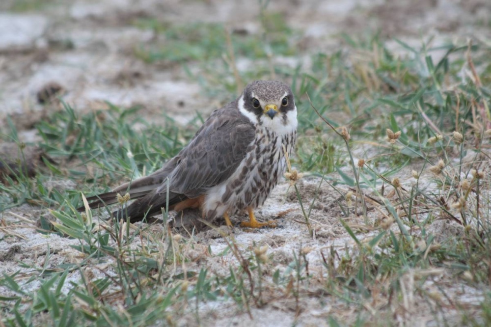 Астраханка нашла и спасла птенца сокола