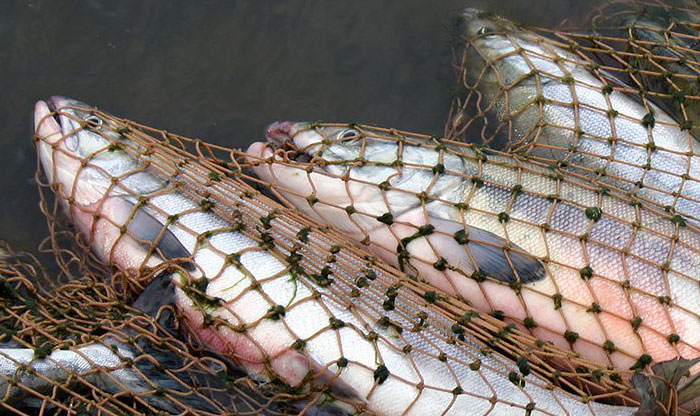 Полтонны рыбы выловили четверо браконьеров в Астраханской области
