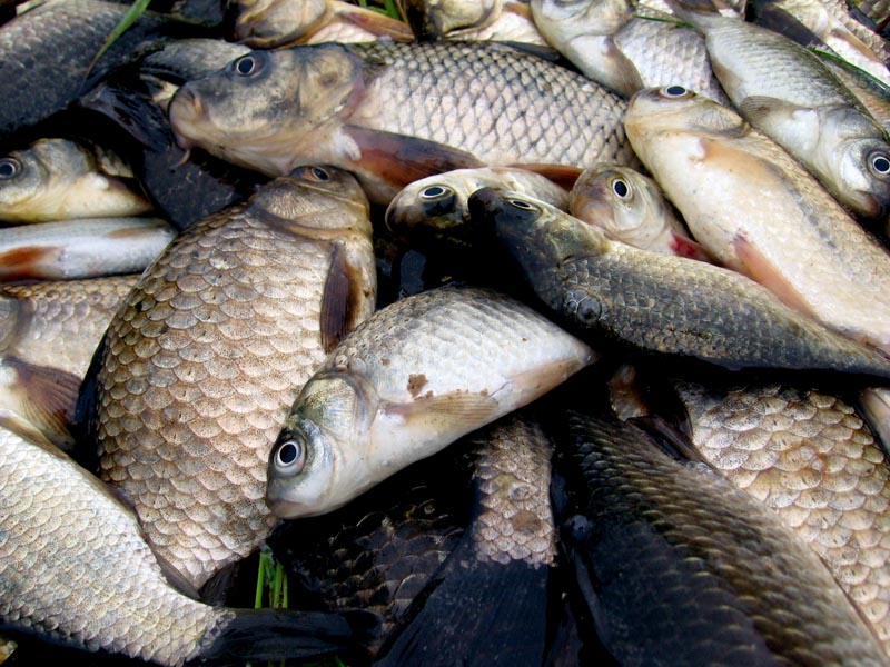В Астраханской области рыбаки украли 115 кг рыбы из улова предприятия