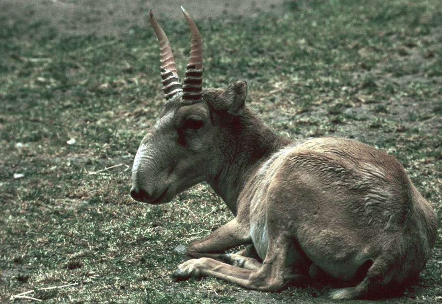 Волгоградские пограничники по горячим следам задержали астраханца с рогами