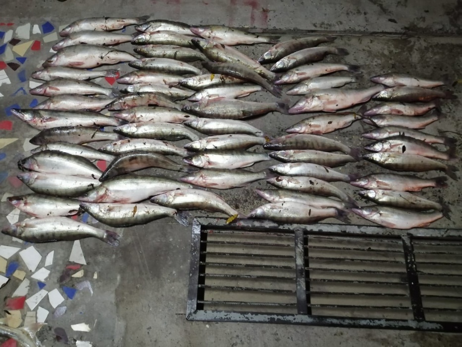 Под Астраханью браконьеры наловили рыбы на 1 300 000