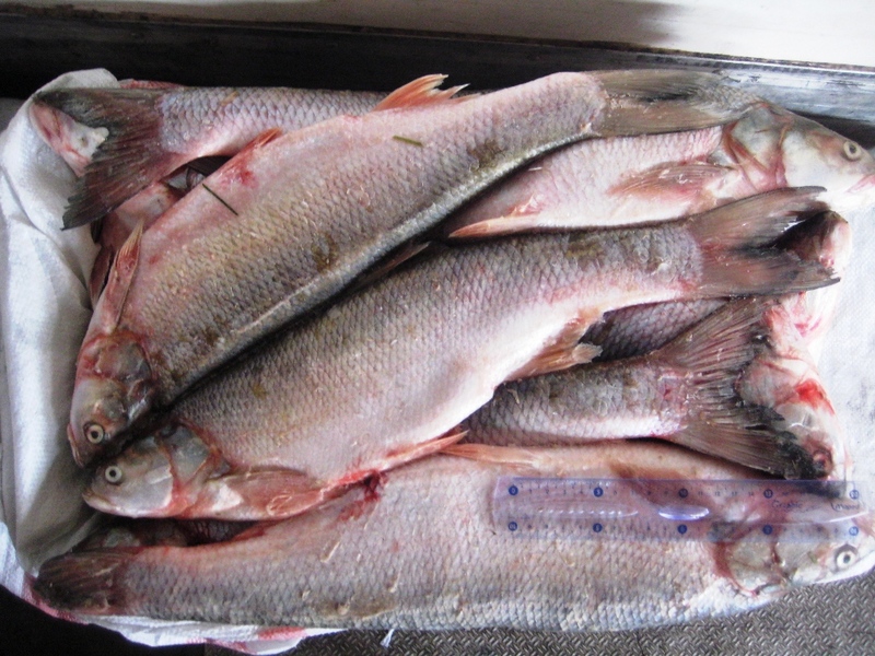 Полиция задержала водителя из Пензы с 666 килограммами рыбы, купленной у астраханских браконьеров