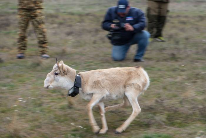 Как под Астраханью на волю сайгака выпускали: эксклюзивные кадры