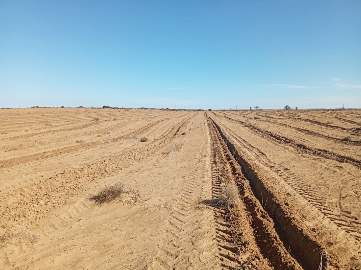 В Астраханской области сохраняют лес с помощью джузгуна