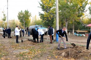 На Бульваре Победы высадили несколько десятков тополей