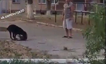 Астраханец натравил своего охотничьего пса на бездомного кота на территории школы