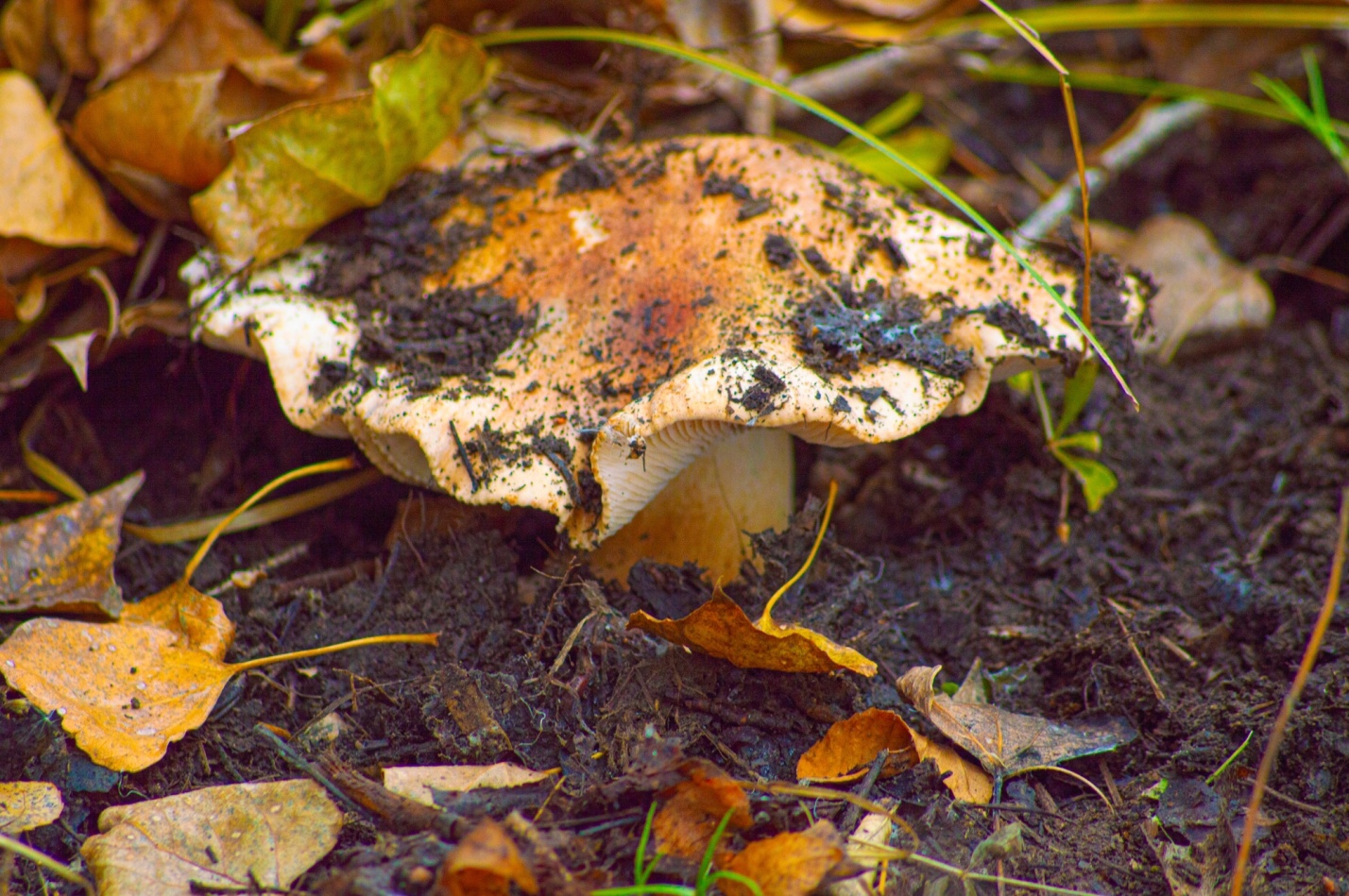 МТС ускорила интернет в грибных местах Астраханской области