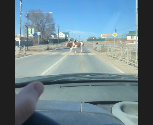 В Астрахани сфотографировали законопослушного рогатого пешехода