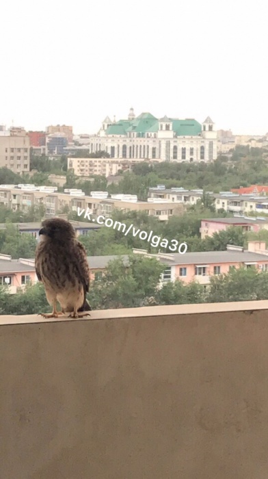 К астраханцам залетела неизвестная дикая птица