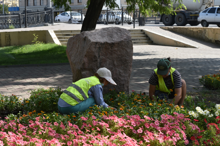 Аварийные деревья опиливают на территории астраханских школ