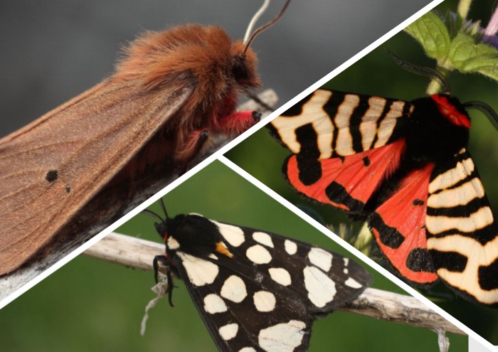 В Астраханском заповеднике живут медведицы