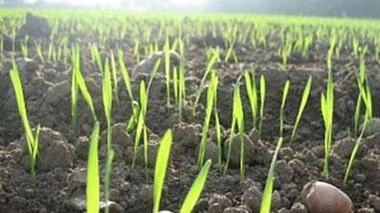 В Астраханской области засеяно почти 24 тысячи гектар