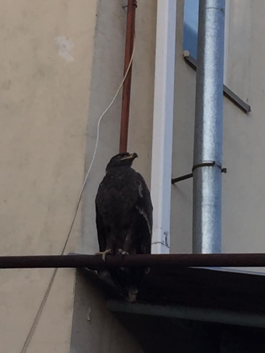 Записки астраханского натуралиста. Степной орел в городе