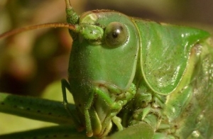 Саранча продолжает нашествие в Астраханской области