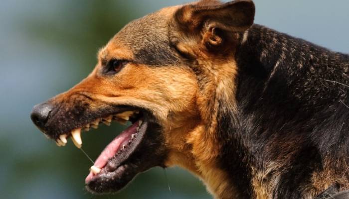 Чиновник администрации Астрахани заплатит штраф в 100 тысяч за 2000 случаев нападения собак