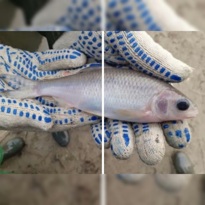 Под Астраханью рыбаки поймали нечто очень странное